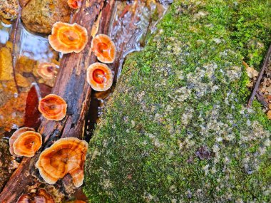 Microporus xanthopus fungi on old wood with moss field om the waterfall stone in rain forest background. clipart