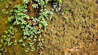 Güzel tropikal yeşil eğreltiotu ve ot sarmaşığı yağmur ormanlarında şelale taşından arka planda.
