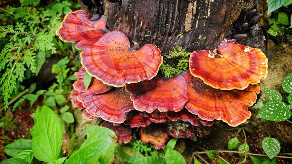 Microporus xanthopus fungi on old wood in rain forest background.
