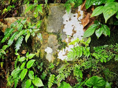 Çimento duvarında tropikal eğreltiotu ve milli park arka planında ağaç olan liken..