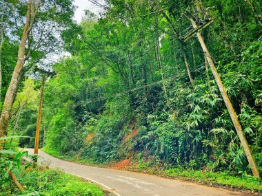 Ormandaki kırsal yol ve elektrik direği arka planında.