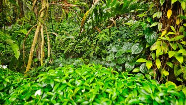 Terk edilmiş tropikal bahçe ağaçları sarmaşık ve eğrelti otları ile doğa ve yürüyüş için..