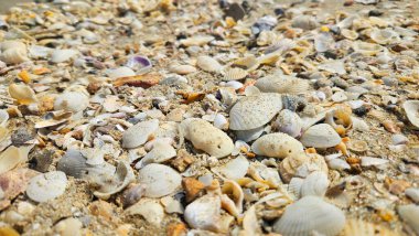 Taş resifi, deniz kabuğu kumsal manzarası yaz tatili ve deniz yaşamı dekorasyonu için..