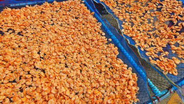 drying shrimp by sunshine on net for Food preservation by local pepople in fishermen village. clipart