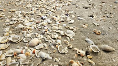 Yaz tatili ve deniz yaşamı için kumsal manzarasında deniz kabuğu ve bivalf..