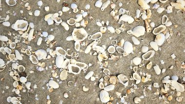 Yaz tatili ve deniz yaşamı için kumsal manzarasında deniz kabuğu ve bivalf..