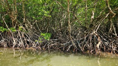 Mangrov ağaçlarının kökleri, deniz kenarındaki orman ve deniz manzarasını korumak için gökyüzü..