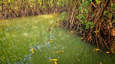 Mangrov ormanlarındaki ağaç kökleriyle kanala girin. Tropikal ve kıyı yaşamındaki tahribat manzarası..