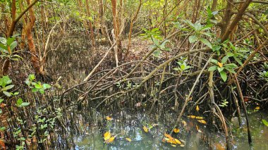 Tropikal mangrov ormanlarında bataklığı olan mangrov ağaçlarının kökü.