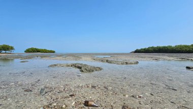 Yarı mangrov plajı ve deniz şakayıkları, deniz kabuğu ve taş resif manzaralı kumsal..