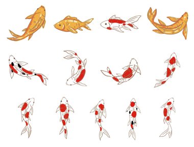 Koi balığı ve Japon balığı zengin, zengin ve deniz yaşamı kavramını süslemek için karalama yapıyorlar..