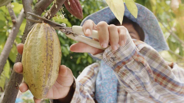 Close-up cacao pod on cacao tree is cutting by pruning shears on farmer\'s hand in cacao farm