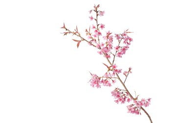 Sakura flowers, a branch of wild Himalayan cherry blossom pink flowers with young leaves budding on tree twig isolated on white background with clipping path.