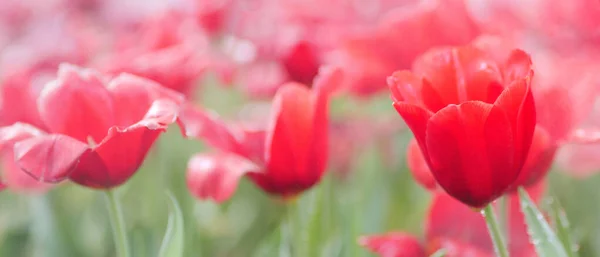 Petali Fiori Tulipano Rosso Primo Piano Sfondo Rosso Verde Campo — Foto Stock
