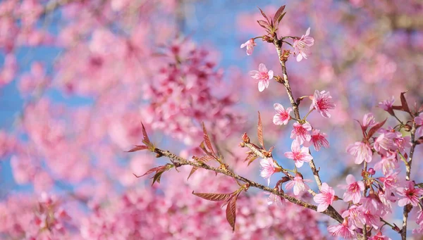 Fiori Sakura Fioritura Primavera Mazzo Fiori Selvatici Dell Himalaya Fiori — Foto Stock
