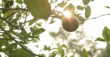 Ağaç dalında yeşil kireç sabah güneşine karşı organik limon çiftliğinde güneş parlıyor. 