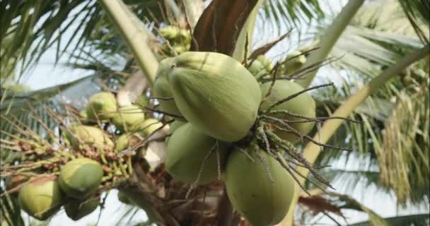 Banda Mladých Kokosových Ořechů Tropické Ovoce Kokosovém Stromě Detailní Záběr — Stock video