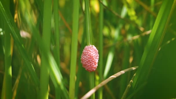 Goldapfelschnecke Pomacea Canaliculata Legt Eiermassen Auf Eine Auftauchende Reispflanze Über — Stockvideo