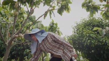 Kakao çiftliğindeki kakao ağacının altında elinde budama makası olan Asyalı kadın çiftçinin sepetten kakao kapsülünü alıp kilo kontrolü için kustuğu geniş açılı ve düşük açılı görüntüsü.