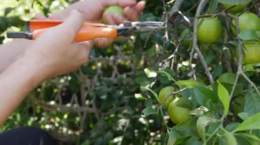 Kıdemli kadın çiftçi elleri organik limon çiftliğindeki limon ağacından yeşil limon toplayarak makas kesiyor..