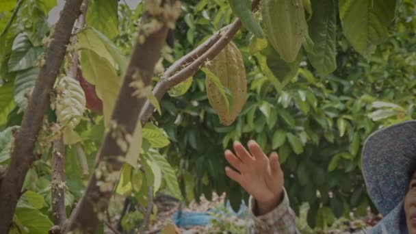 Azji Kobieta Rolnik Używać Sekator Wyciąć Kakao Pod Kakao Drzewa — Wideo stockowe