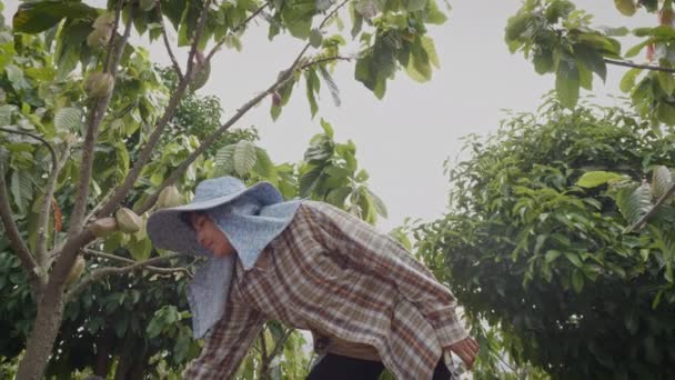Kakao Çiftliğindeki Kakao Ağacının Altında Elinde Budama Makası Olan Asyalı — Stok video