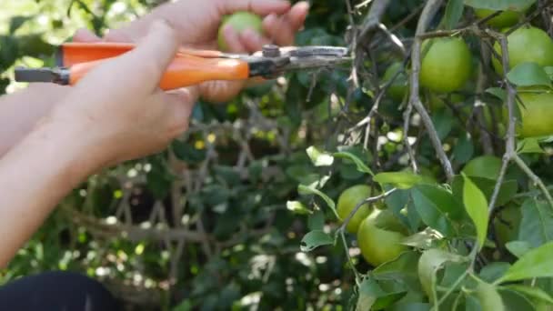 Kıdemli Kadın Çiftçi Elleri Organik Limon Çiftliğindeki Limon Ağacından Yeşil — Stok video