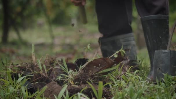 农民手用锄头 农具挖掘和移动土壤准备在有机农场种植幼树的特写慢镜头 — 图库视频影像
