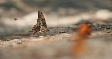 Kuyruklu kuş kelebeğinin (Graphium agamemnon), tropikal ormandaki topraktan gerekli mineralleri toplamak için ıslak toprak yakınlarındaki su birikintisini emdiği yakın plan çekimi. Kelebek kırlangıç familyasına ya da papilionidae familyasına aittir.