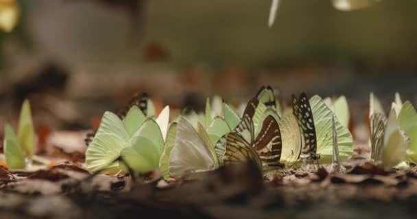 蝴蝶集聚在泥坑中 不同种类的蝴蝶集聚在泥坑中 蝴蝶群缓慢地聚集起来 从热带森林的土壤中收集必需的矿物质 — 图库视频影像