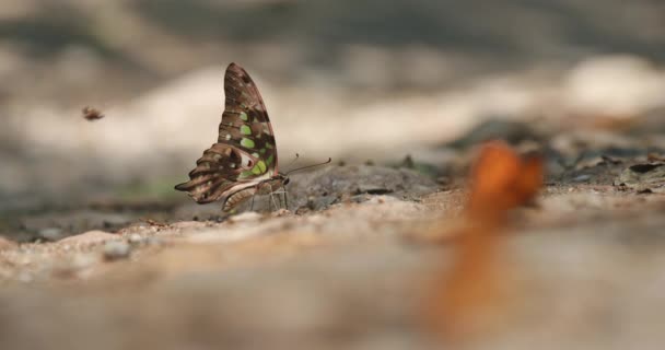 Graphium Agamemnon 泥坑在溪流附近湿土上吸吮液体的特写镜头 以收集热带森林土壤中必需的矿物质 蝴蝶属于燕尾科或蛹科 — 图库视频影像