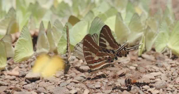 蝴蝶云集成团的泥坑 箭尾蝴蝶云集成团的慢镜头落在森林的土壤上 在常见的信天翁蝴蝶群的背景上有溪流卵石 — 图库视频影像