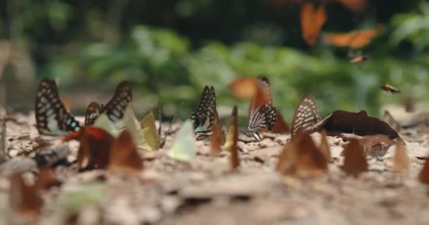 不同蝴蝶种类的集合体泥坑 五彩斑斓的蝴蝶群缓慢地聚集在一起 从土壤中采集矿物质 有选择地集中在巨大的斑马和普通的果冻蝴蝶身上 — 图库视频影像