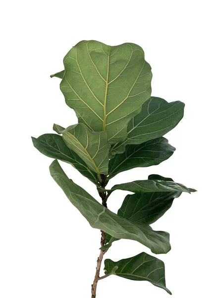 무화과나무 Ficus Lyrata 잎으로 인기있는 장식용 식물은 배경에 분리되어 포함하고 — 스톡 사진