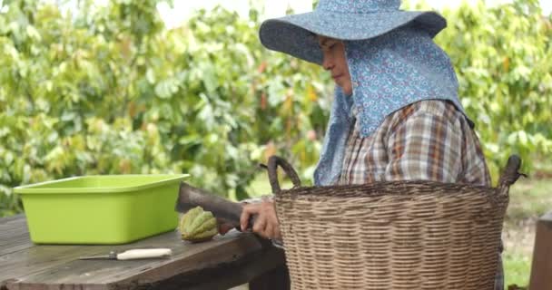 Femeie Asiatică Fermier Folosind Cuțit Mare Pentru Sparge Păstaie Cacao — Videoclip de stoc