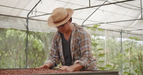 Asiático Maduro Hombre Agricultor Difusión Fuera Seco Cacao Frijoles Secado — Vídeo de stock