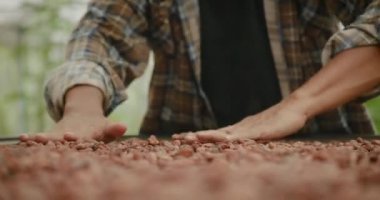 Çiftçilerin elleri kuru kakao çekirdeklerini kurutma ve fasulyelerden kirletici maddeleri temizleme üzerine yayıyor. Yakın plan.