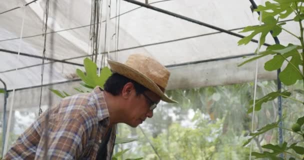 亚洲成年男子农民观察温室室内有机农场生长的无花果树 Ficus Carica 的生长 — 图库视频影像