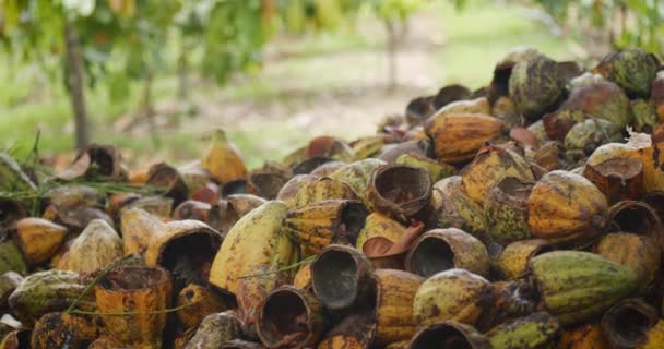 Montón Cáscaras Vaina Cacao Subproducto Residual Industria Del Cacao Obtenido — Vídeo de stock