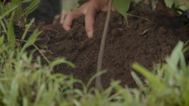 Yakın plan çiftçi eli, zengin topraklarla yeni ekilen ağacı kaplıyor. 