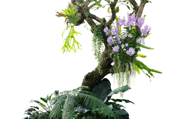 Tropical plants bush with tropical rainforest tree with epiphytes creeper plants Staghorn fern, Bird\'s nest fern, hanging Dischidia succulent plant and purple Vanda orchid flowers on white background, clipping path included.