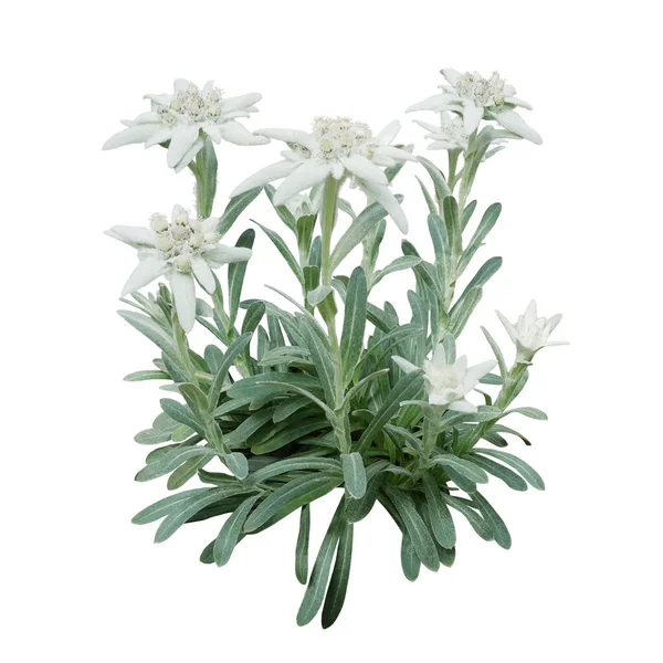 Groep Edelweiss Bloemen Met Harige Bloemblaadjes Bladeren Geïsoleerd Witte Achtergrond — Stockfoto