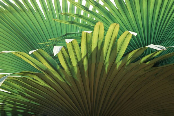 Patrón Hojas Palma Verde Tropical Abstracto Exuberante Follaje Capa Hojas —  Fotos de Stock