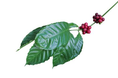 Yeşil yapraklı kahve ağacı dalı ve kırmızı kahve meyveleri ya da beyaz arka planda izole edilmiş olgun kahve kirazları.