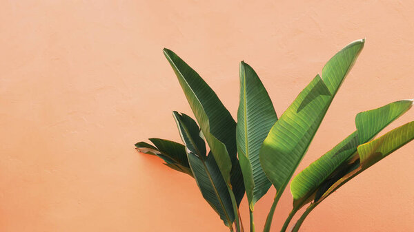 Travellers Palm leaves against peach color cement plaster wall texture tropical background