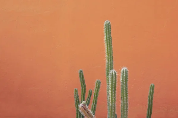 Green cactus succulent plant or desert plant against orange color plaster concrete wall with copy space
