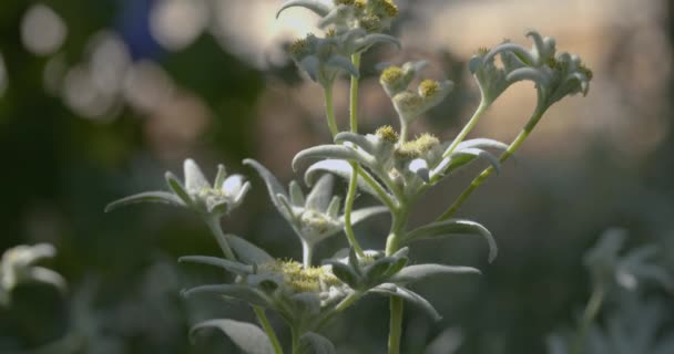 特写Edelweiss花在部分阳光下和阴影模糊的Bokeh背景 Edelweiss是一种稀有的花 原产于欧洲阿尔卑斯山的狮子座属植物 具有奉献的象征意义 — 图库视频影像