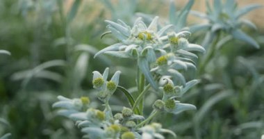 Bulanık yeşil yapraklı Edelweiss çiçeklerinin yakın plan fotoğrafları. Edelweiss, Leontopodium cinsinde Avrupa Alplerine özgü nadir bulunan bir bitki türü.