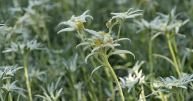 Edelweiss çiçekleri bulanık Edelweiss çiçek tarlası arka planında rüzgarda sallanıyor. Edelweiss, Leontopodium cinsinde Avrupa Alplerine özgü nadir bir çiçek bitkisidir. 