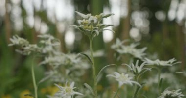 Yakın plan Edelweiss çiçekleri bulanık Bokeh çiçek tarlası arka planında rüzgarda sallanıyor. Edelweiss, Leontopodium cinsinde Avrupa Alplerine özgü nadir bulunan bir bitki türü. 